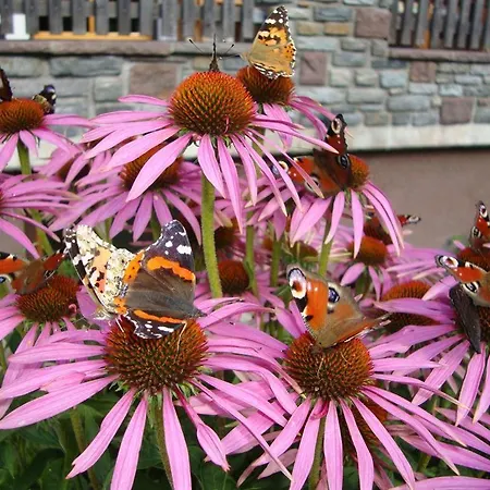 Gaestehaus Auer 公寓 豪尔兹高