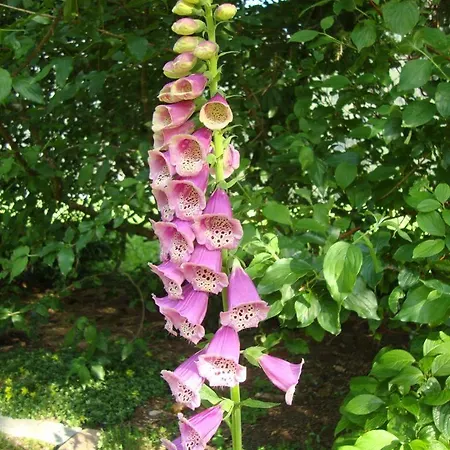 Gaestehaus Auer * 홀츠가우