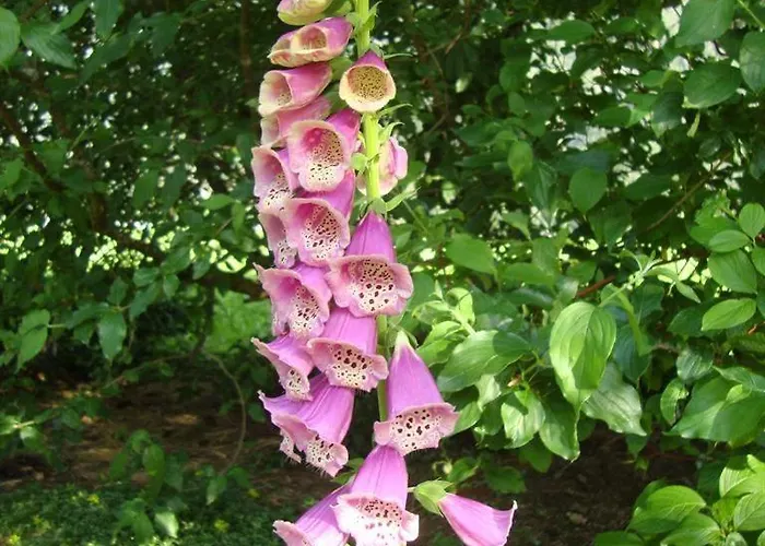 Gaestehaus Auer * 豪尔兹高